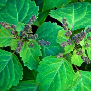 PATCHOULI PERFUME OIL (CND) / ПАЧУЛИ ПАРФЮМЕРНЫЙ КОНЦЕНТРАТ
