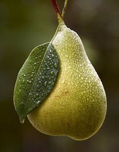 Pear base KAE / Груша база