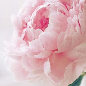 PETALYA PERFUME OIL (CND) / ПЕТАЛИЯ ПАРФЮМЕРНЫЙ КОНЦЕНТРАТ