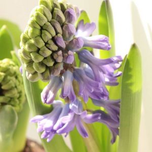PHENYL ACETALDEHYDE 50% DPG / Фенил ацетальдегид