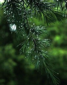 PINE 0850 BASE PFW / СОСНА БАЗА