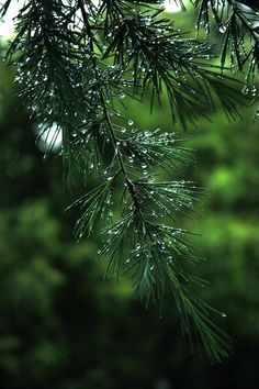 PINE 0850 BASE PFW / СОСНА БАЗА