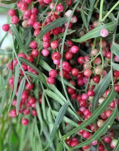 PINK PEPPER PERFUME OIL (S.O.S.) / РОЗОВЫЙ ПЕРЕЦ ПАРФЮМЕРНЫЙ КОНЦЕНТРАТ