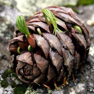 PINO ACETALDEHYDE 50% (IFF) / Пино ацетальдегид