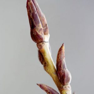 POPLAR BUD ABSOLUTE 50 TEC (Почки тополя абсолют)