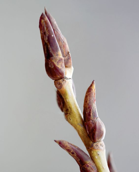 POPLAR BUD ABSOLUTE 50 TEC (Почки тополя абсолют)