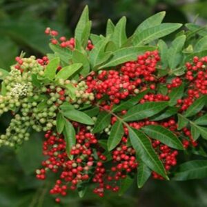 Red pepper berries CO2 extract (IFF) / Красный перец
