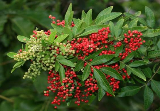 Red pepper berries CO2 extract (IFF) / Красный перец, 2 мл