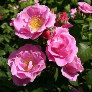 Rose damascena EO (Bulgarie) / Роза дамасская Болгария 100% эфирное масло
