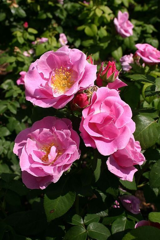 Rose damascena EO (Bulgarie) / Роза дамасская Болгария 100% эфирное масло