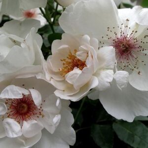 Rose Gallica absolute 50% (Дикая роза абсолют) Франция