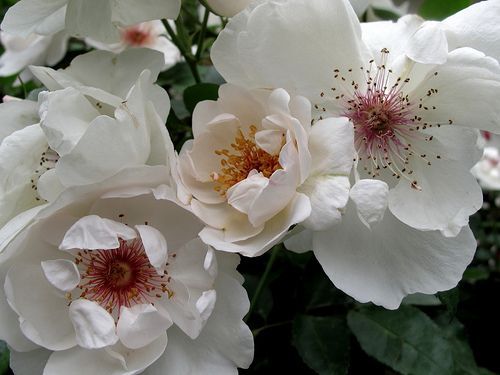 Rose Gallica absolute 50% (Дикая роза абсолют) Франция