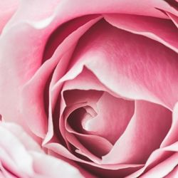 Rose Givco 217