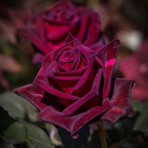 Rose Ultimate Extract 180238 (Natural) IFF / Дамасская роза натуральный экстракт