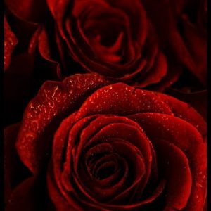 Rose Wardia 184113 (Firmenich) / Роза Вардия