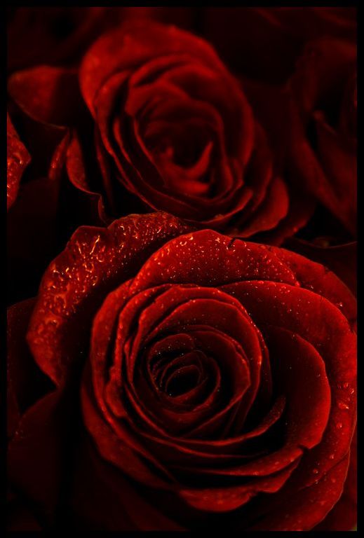 Rose Wardia 184113 (Firmenich) / Роза Вардия
