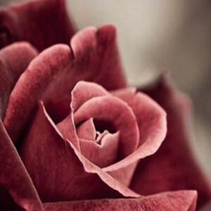 Rose Wax (Natural) Firmenich / Роза воск