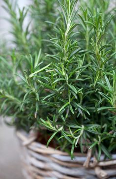 ROSEMARY PERFUME OIL (CND) / РОЗМАРИН ПАРФЮМЕРНЫЙ КОНЦЕНТРАТ