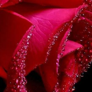 Rosessence 184010F 50% (Firmenich)
