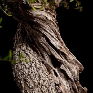 Rosewood EO (Bois de Rose) / Розовое дерево 100% эфирное масло