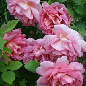 Роза 100% гидролат (Rose Gallica hydrolate) / Роза цветочная вода