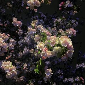 Sakura Salicylate™ (Takasago) / Сакура салицилат