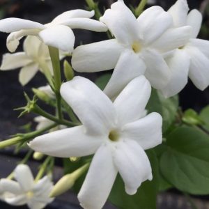 Sampaquita Givco 138 (Givaudan) / Сампакита