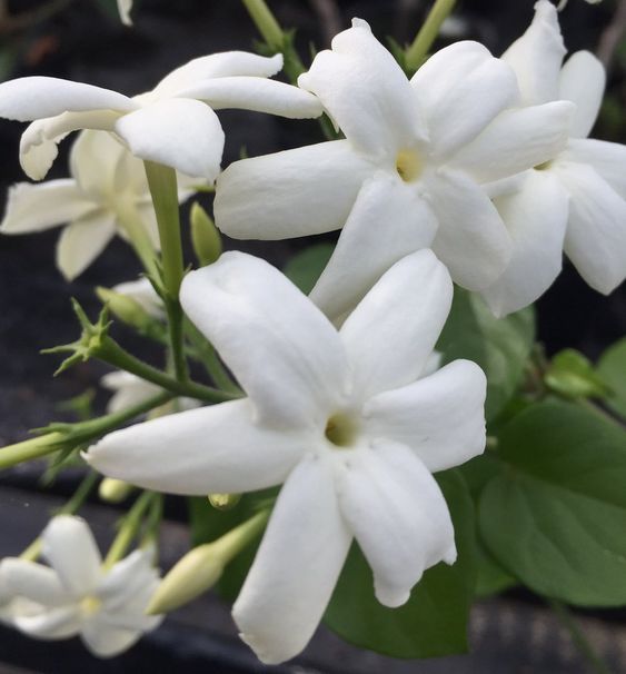 Sampaquita Givco 138 (Givaudan) / Сампакита