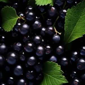 Sauvignone 100 (Takasago)