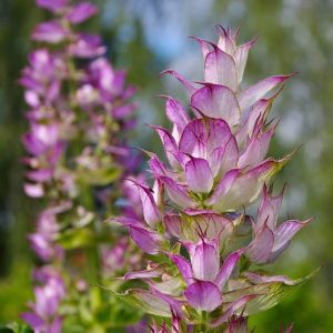 Sclareol Natural (Ventos) / Склареол (кристаллическое вещество)