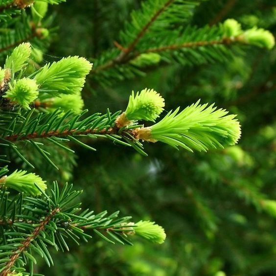 Siberian Fir Needle EO (Пихта сибирская 100% эфирное масло)