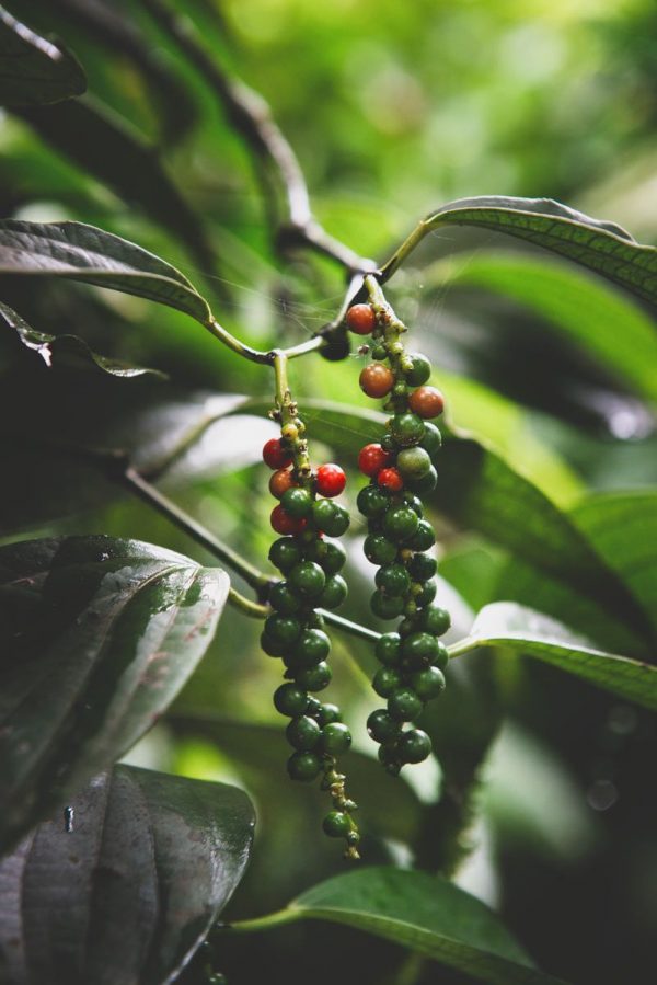 Sichuan Pepper CO2 Extract (Robertet) / Сычуаньский перец СО2 экстракт