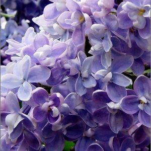 SYRINGA ALDEHYDE 50 DPG (Givaudan)/ Сирень альдегид