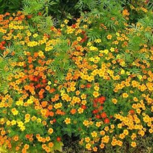 Tagetes (Marygold) Madagascar EO (Бархатцы Мадагаскар 100% эфирное масло)