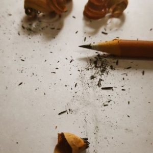 Thujopsene Ex Cedar Wood / Туйопсен