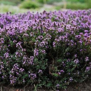 Thyme EO / Тимьян ползучий 100% ЭФИРНОЕ МАСЛО (USA)