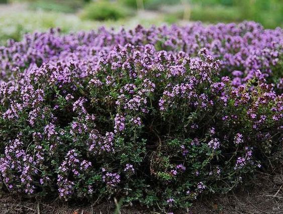 Thyme EO / Тимьян ползучий 100% ЭФИРНОЕ МАСЛО (USA)