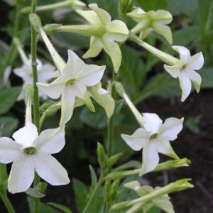 TOBACCO FLOWER PERFUME OIL (S.O.S.) / ТАБАК ЦВЕТЫ ПАРФЮМЕРНЫЙ КОНЦЕНТРАТ