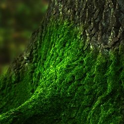 Treemoss (Robertet) / Дубовый мох (Natural)