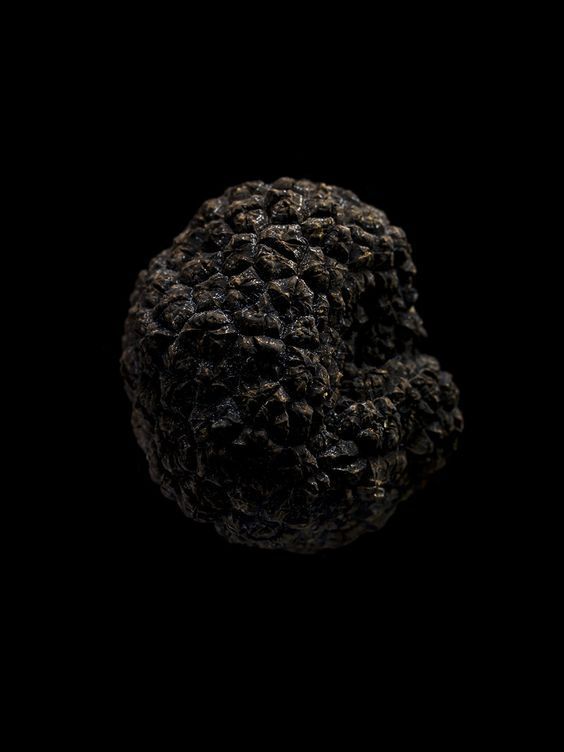 Truffle base PCW / Трюфель база