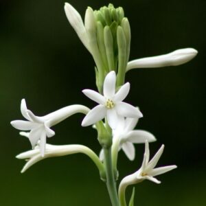 Tuberose absolute (India) 50% / Тубероза абсолют