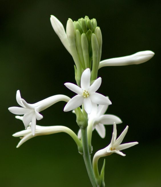 Tuberose absolute (India) 50% / Тубероза абсолют