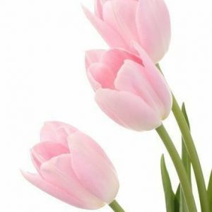 TULIP base KAE / Тюльпан база