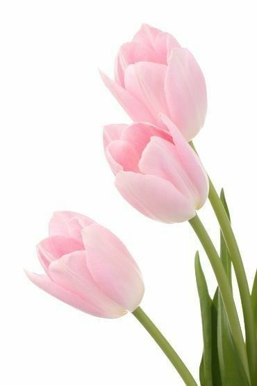 TULIP base KAE / Тюльпан база