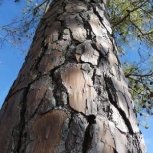 Verdol aka Pine hexanol (IFF) / Вердол