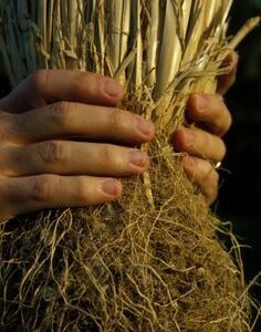 Vetiver terpenes (Natural) / Ветивер терпены