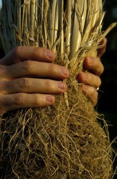 Vetiver terpenes (Natural) / Ветивер терпены
