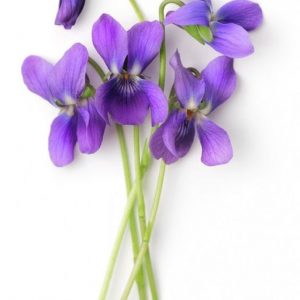 Violet 8436 BASE PFW / Фиалка база