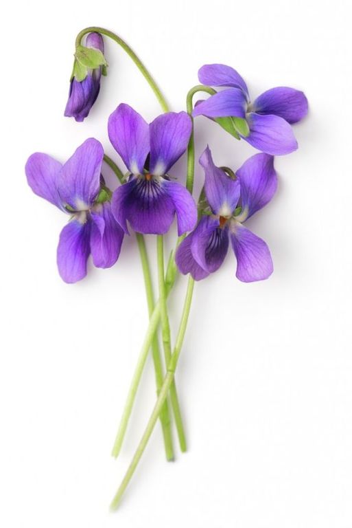 Violet 8436 BASE PFW / Фиалка база