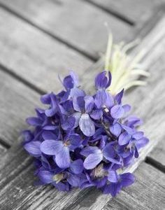 Violet base KAE / Фиалка база